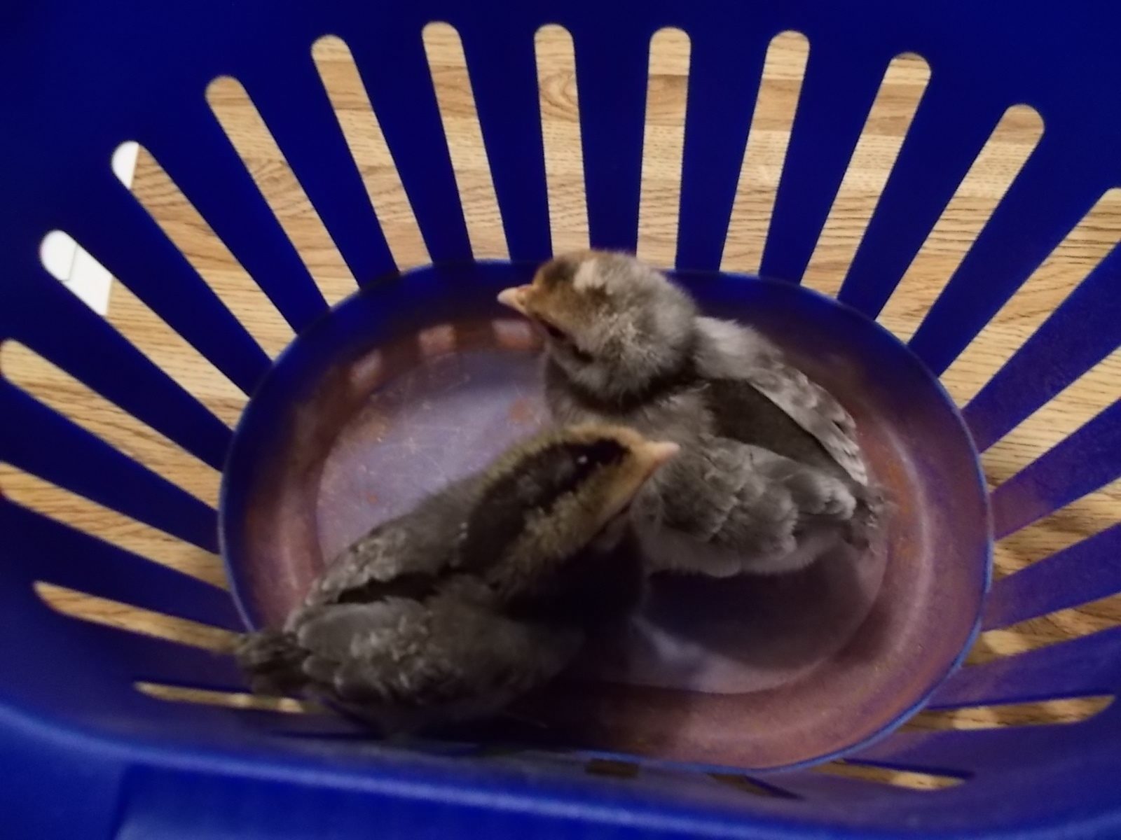 cream leg bar chicks