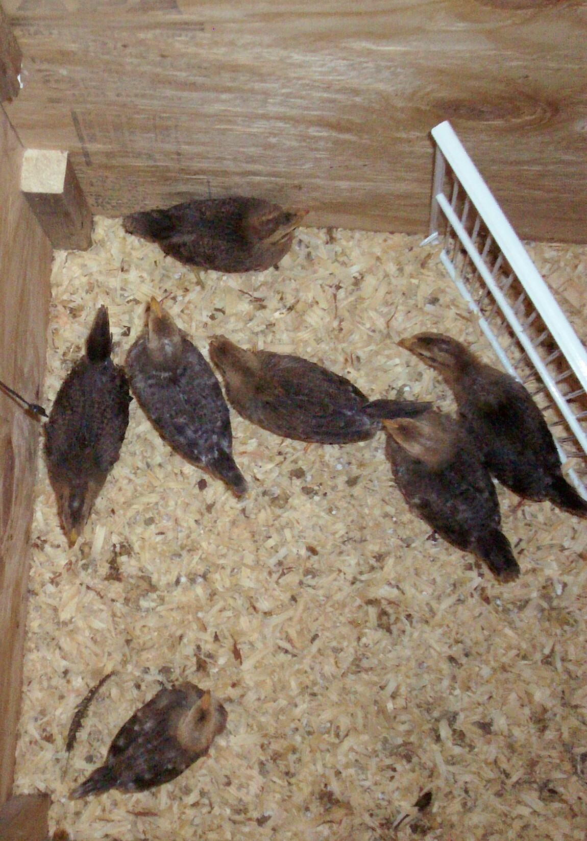 Cream legbar 3 weeks, hatch 052413