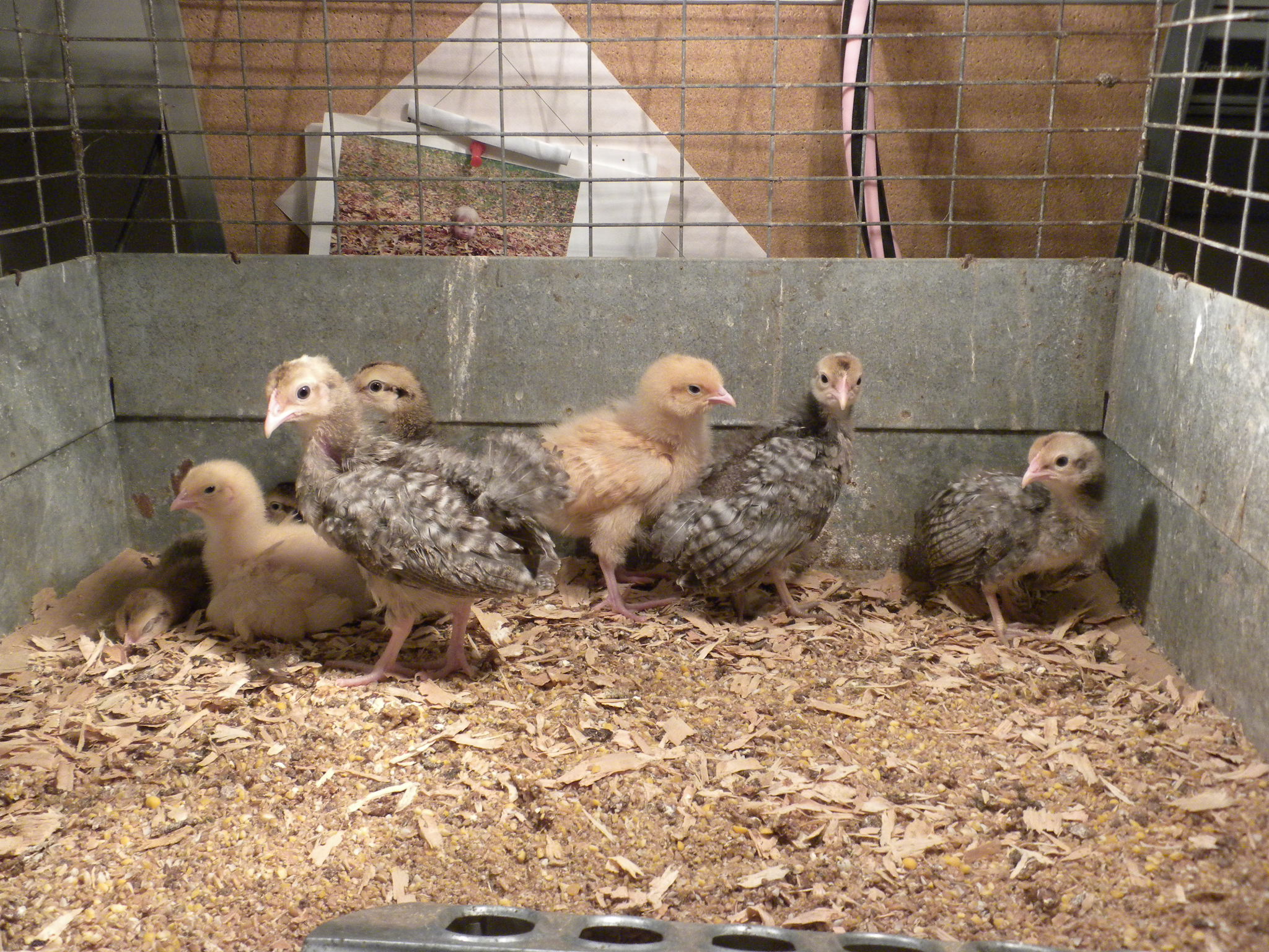 Cream Legbar and Lemon Cuckoo 2 1/2 weeks old