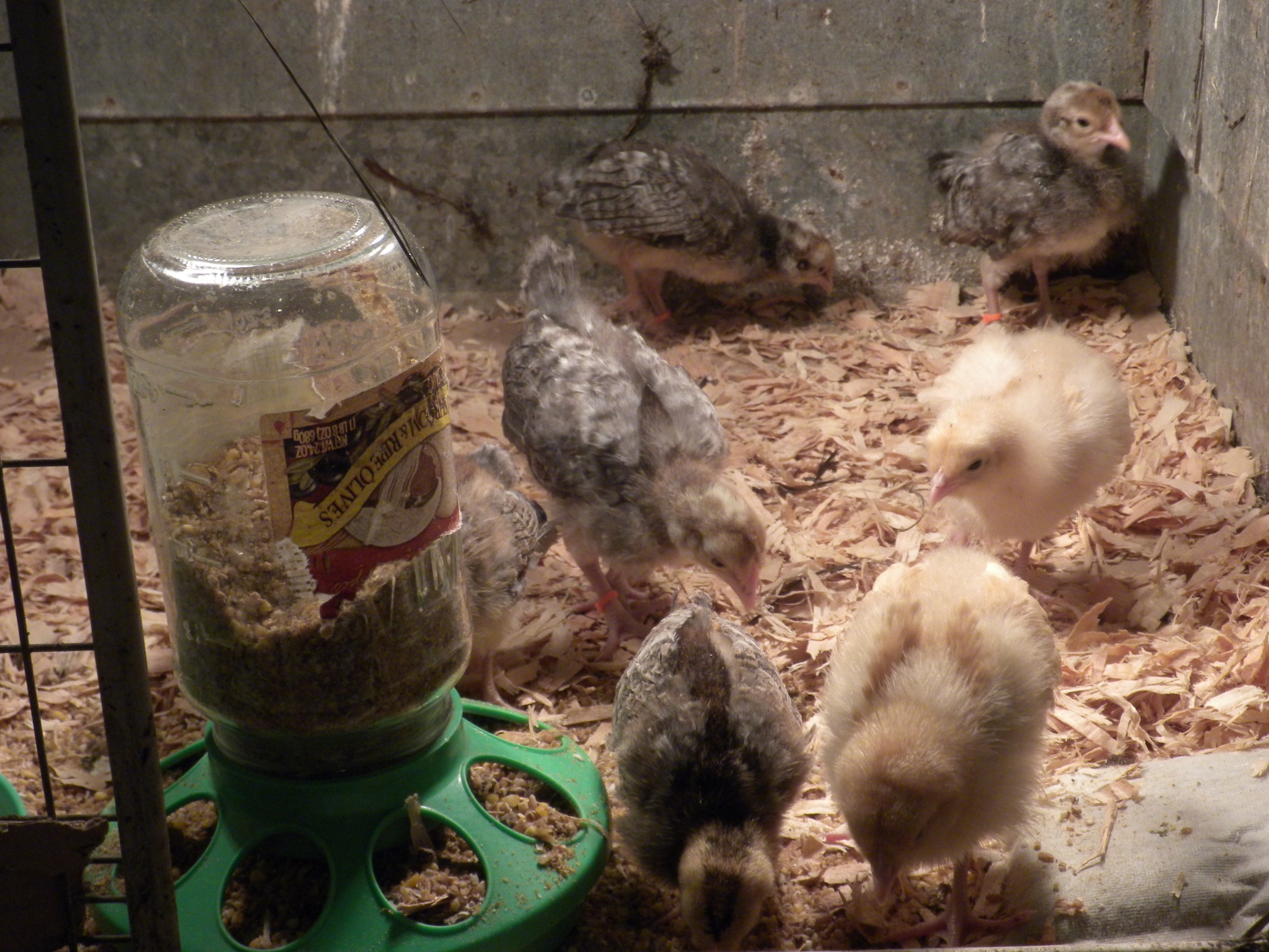 Cream Legbar and Lemon Cuckoo 2 1/2 weeks