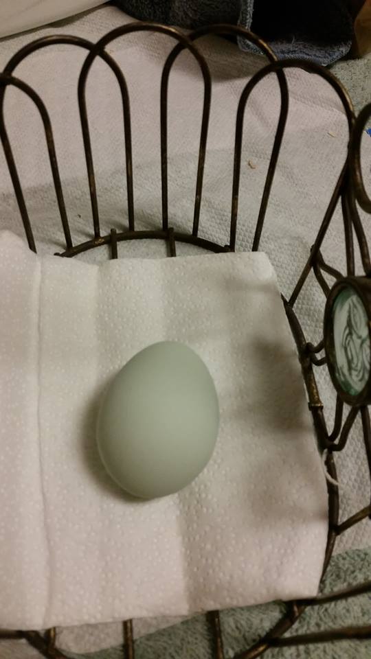 Cream Legbar blue egg!