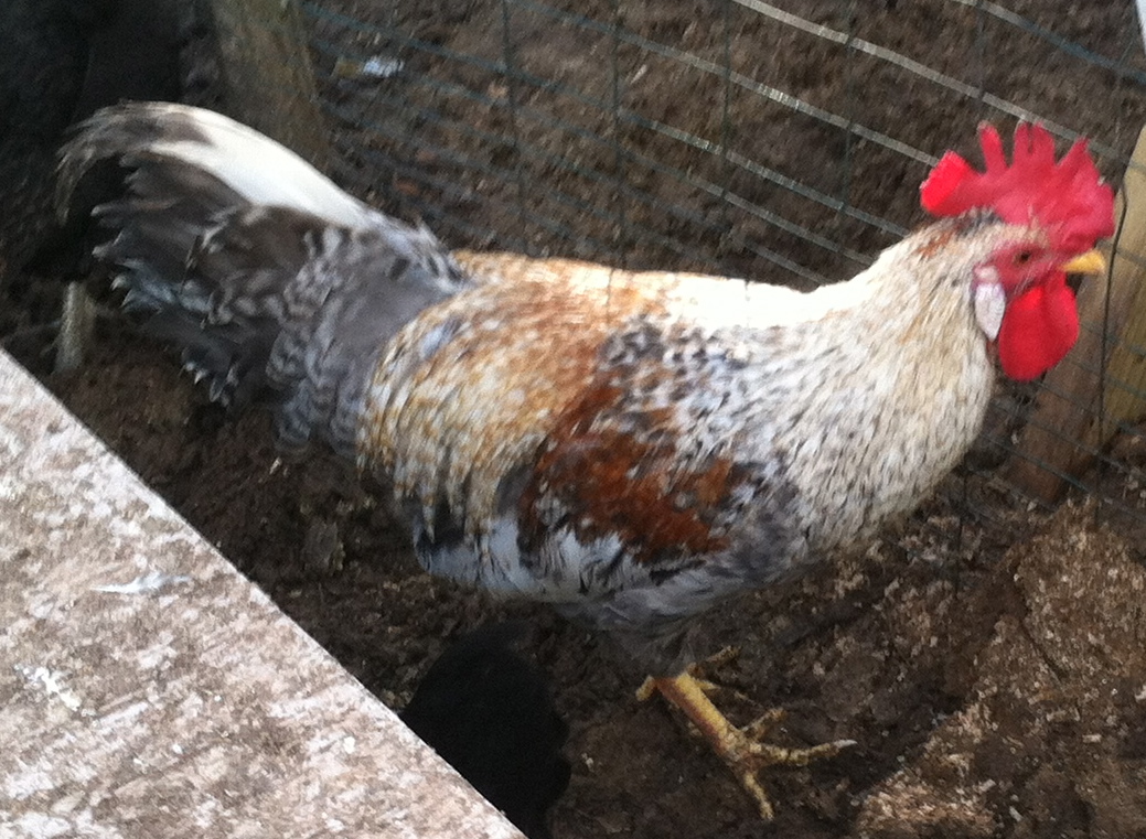 Cream Legbar cockerel (4 1/2 months)