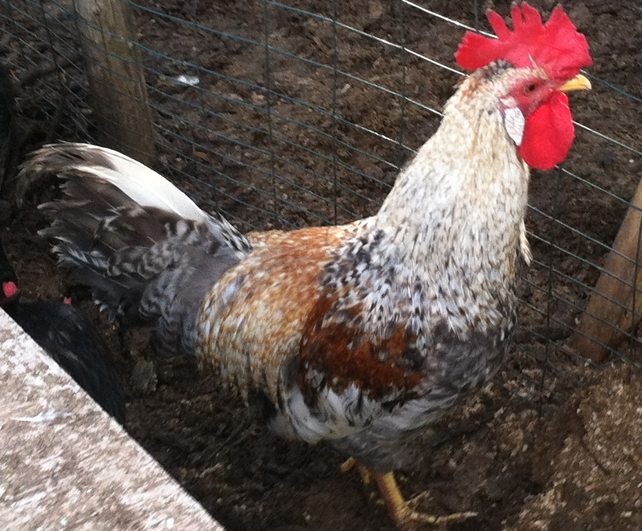 Cream Legbar cockerel at 4 1/2 months