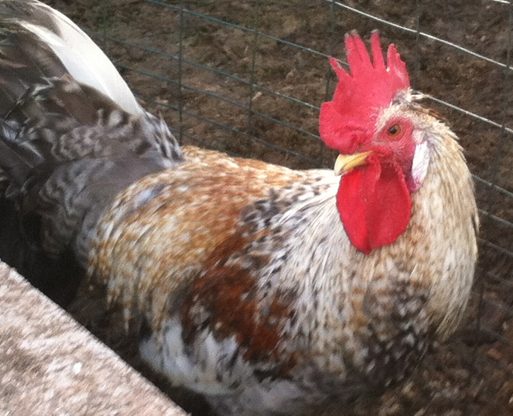 Cream Legbar cockerel at 4 1/2 months