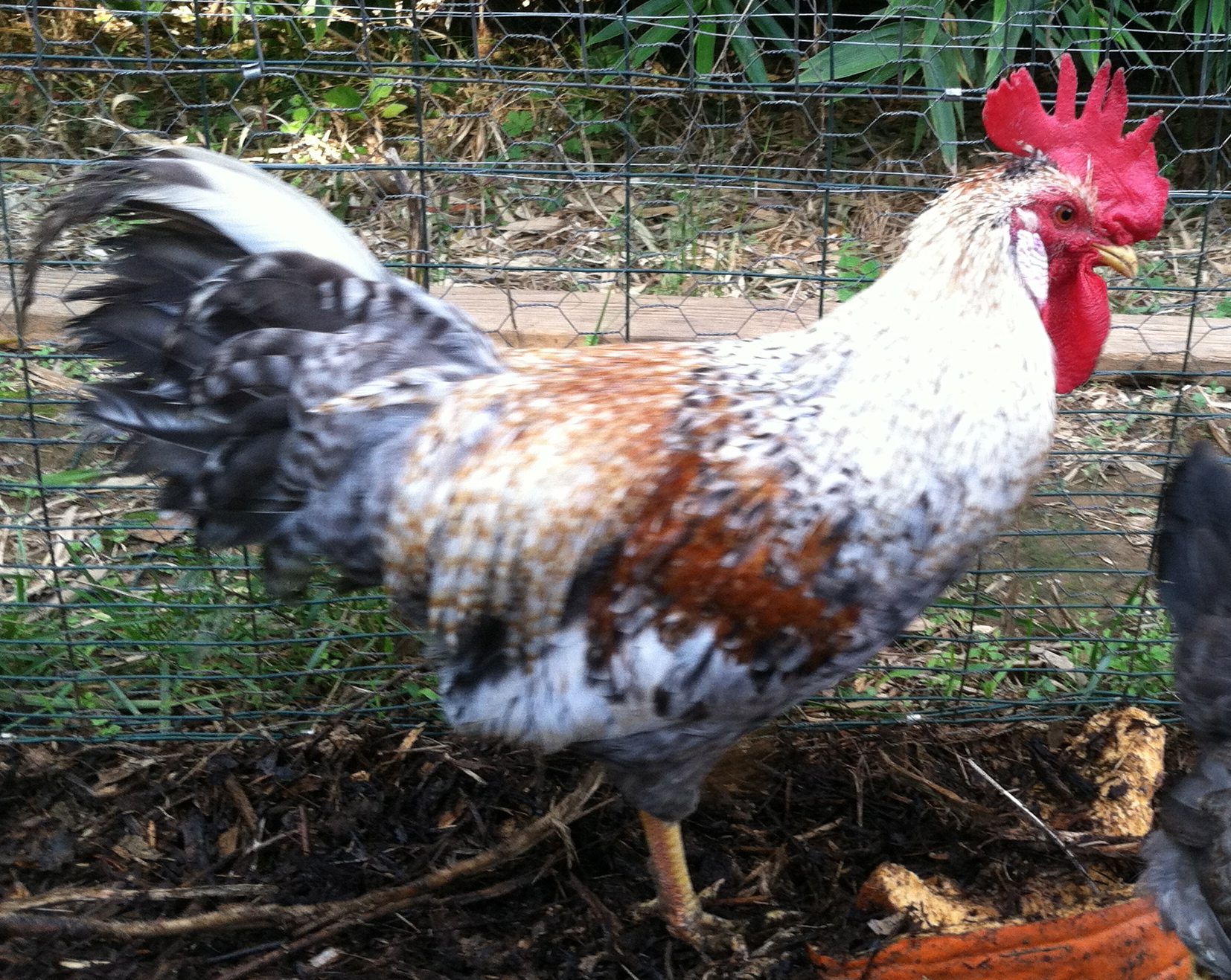 Cream Legbar cockerel