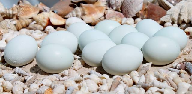 Cream Legbar Eggs