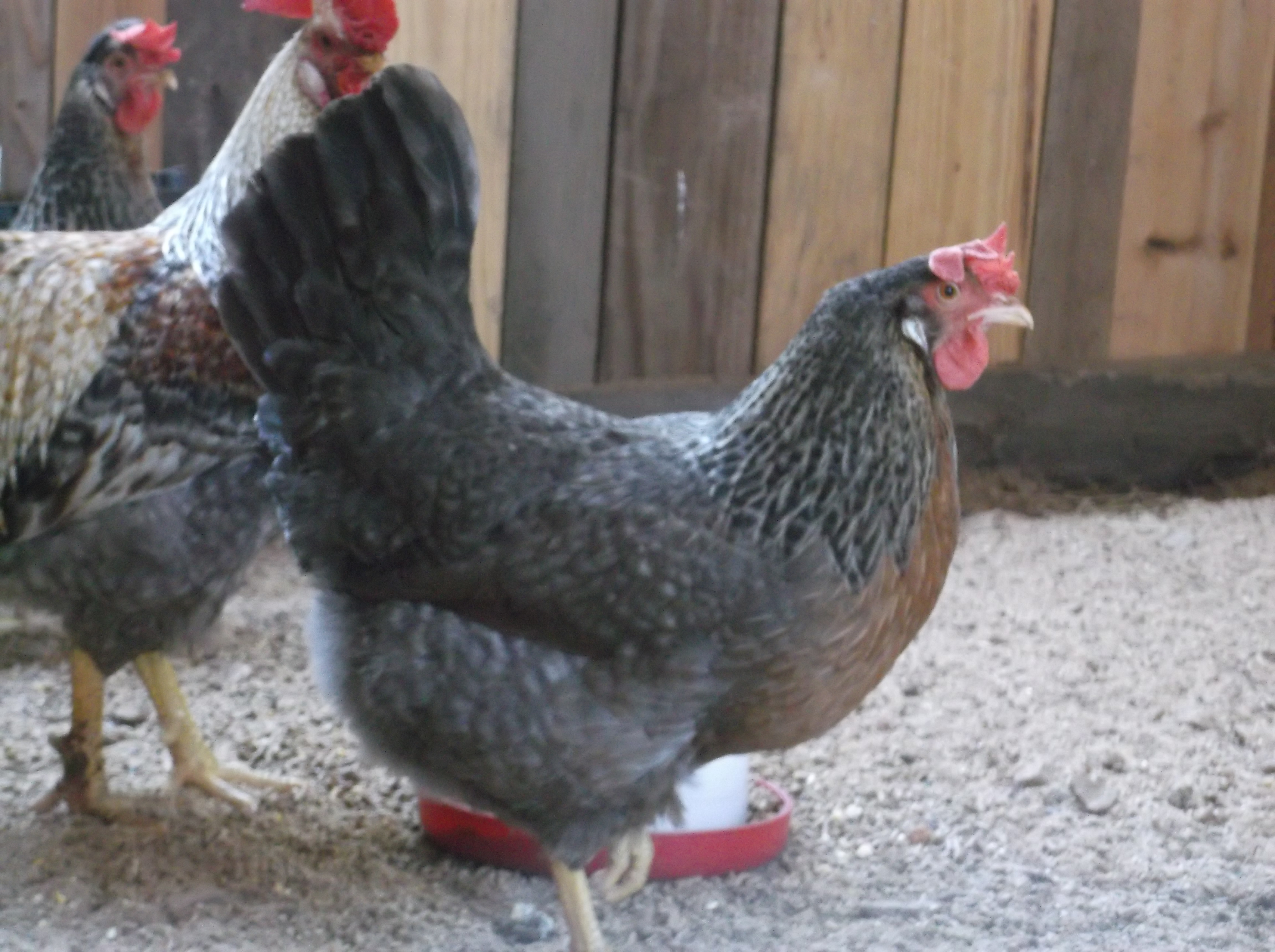 Cream Legbar hen