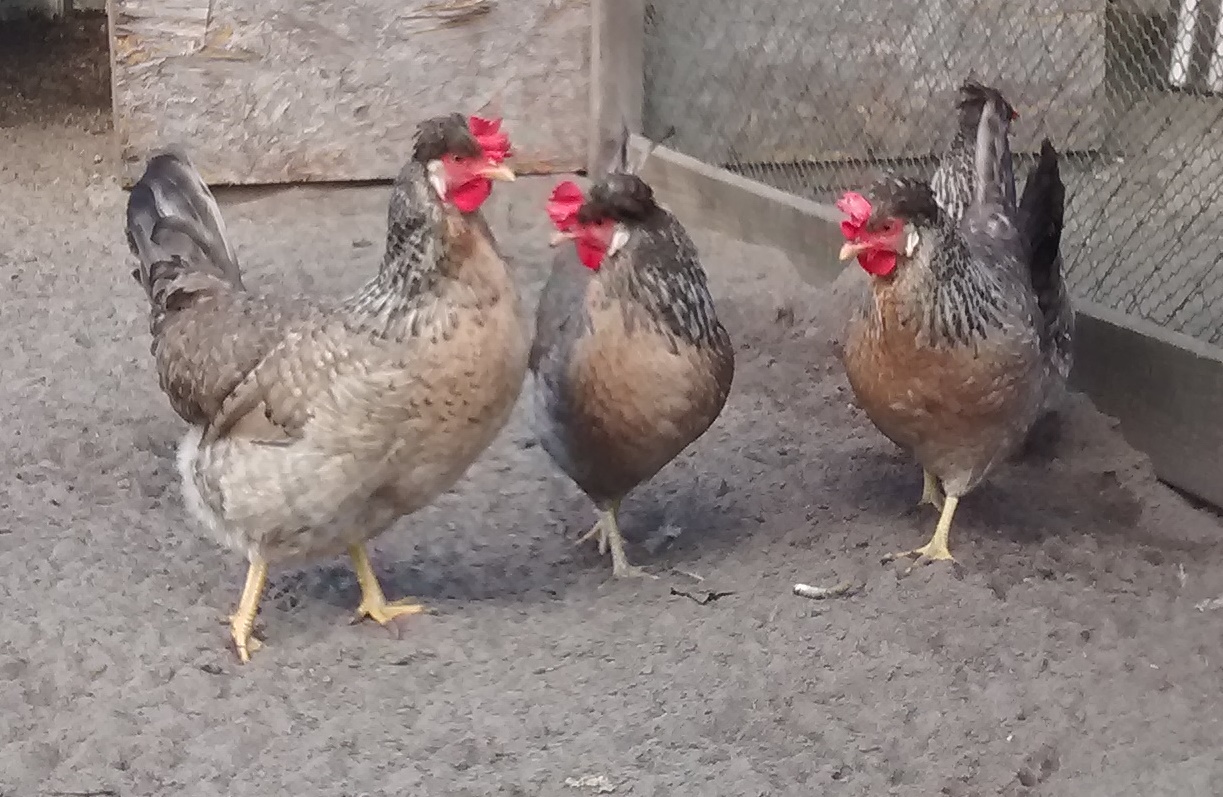 Cream Legbar Hens