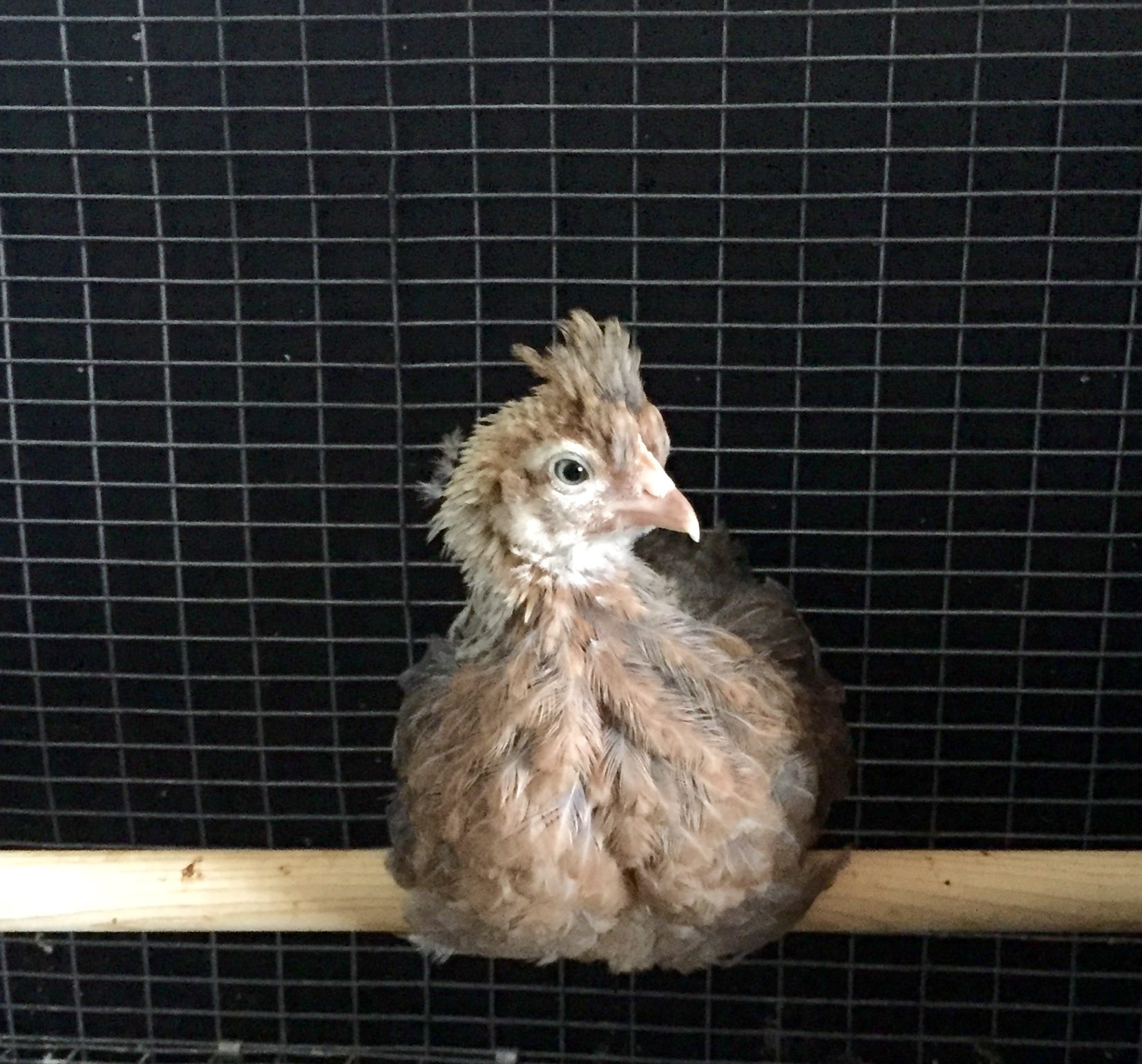Cream Legbar  pullet 8weeks