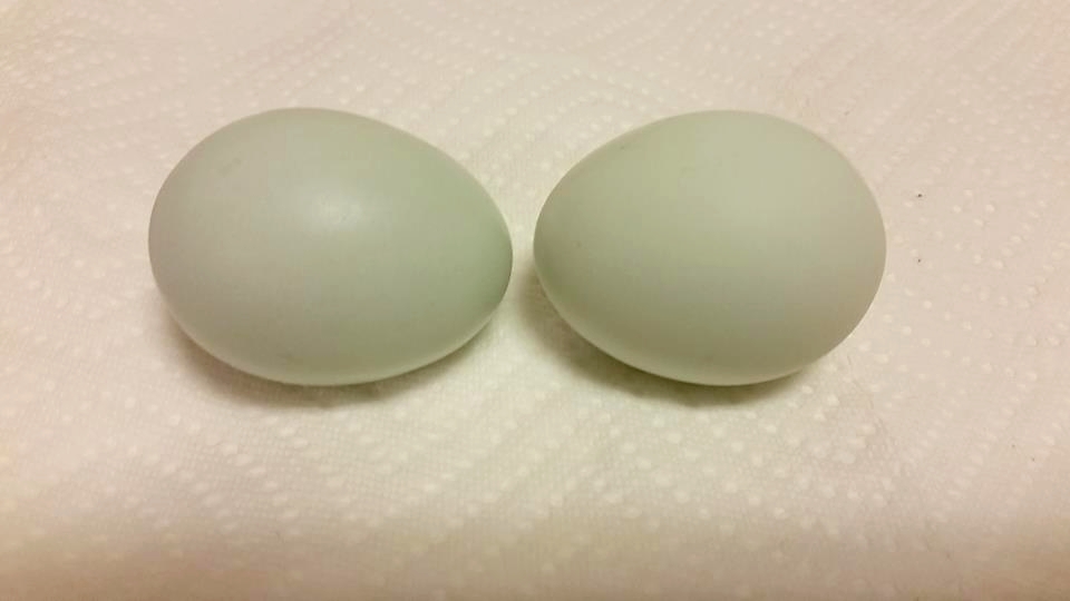 Cream Legbar pullet eggs!  SOOOOOO tiny!!!