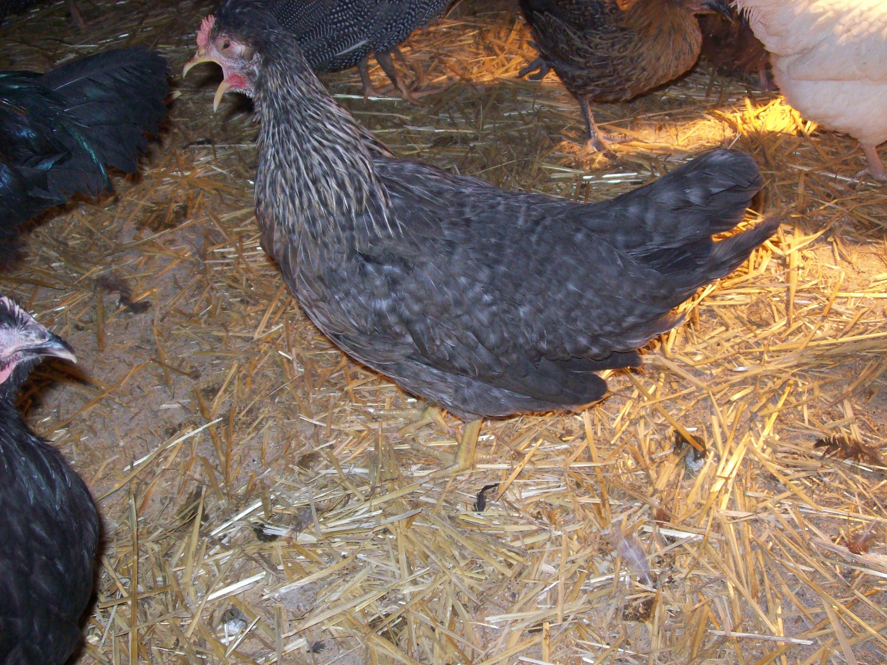 Cream Legbar pullet in the grow out pen.  Not sure what she was yelling about.