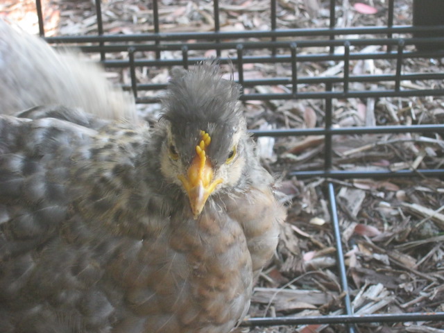 Cream Legbar pullet with possible crooked comb