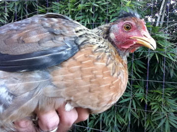 Cream Legbar pullet