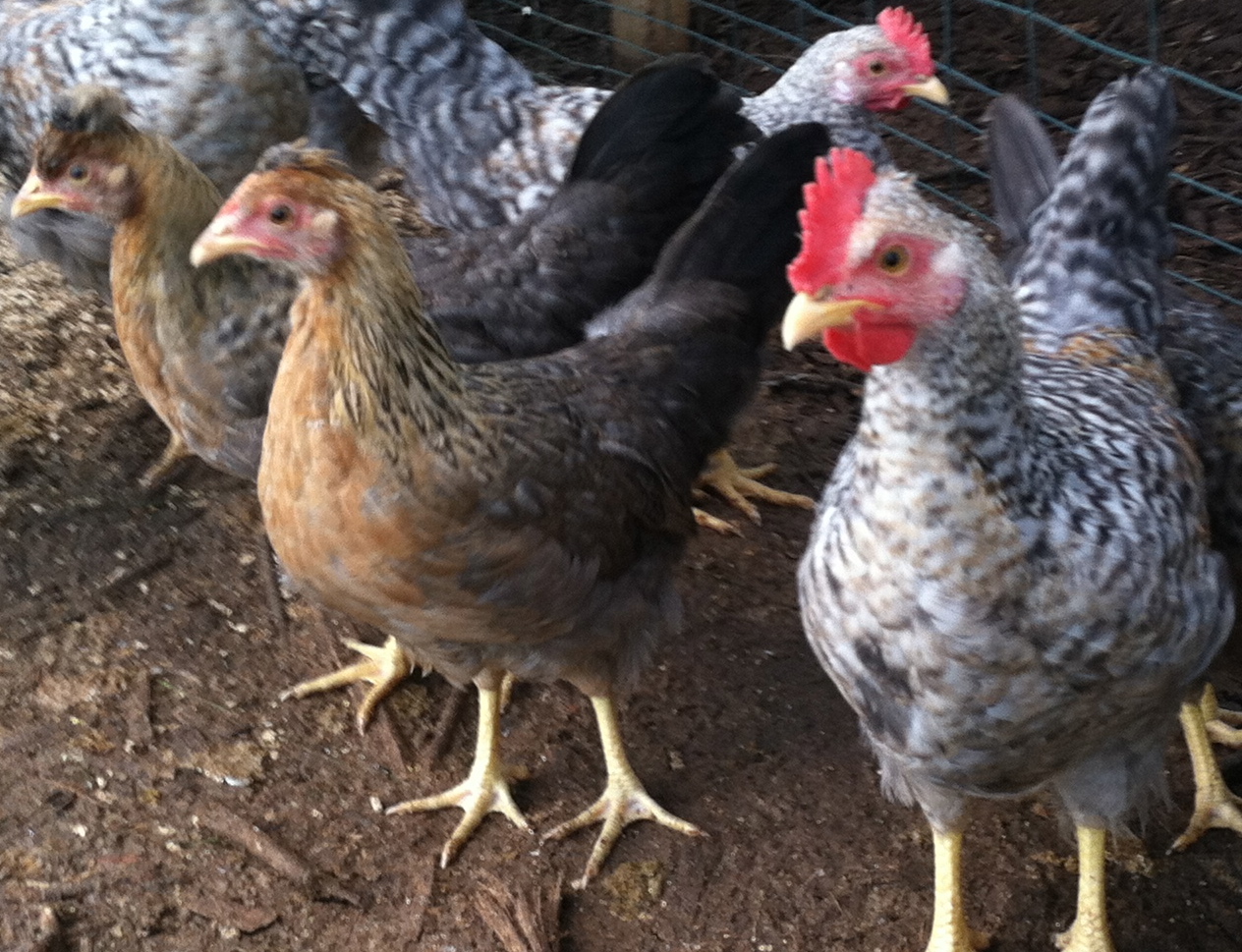 Cream Legbar pullets and cockerels (2 1/2 months old)