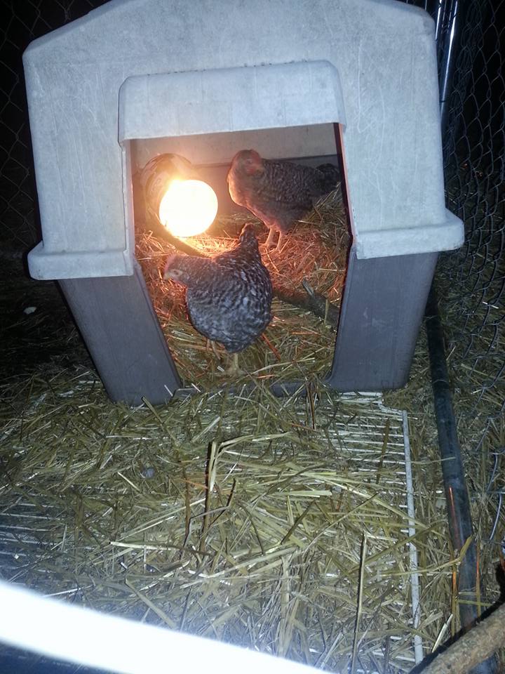 Cream Legbar roos 7wks old