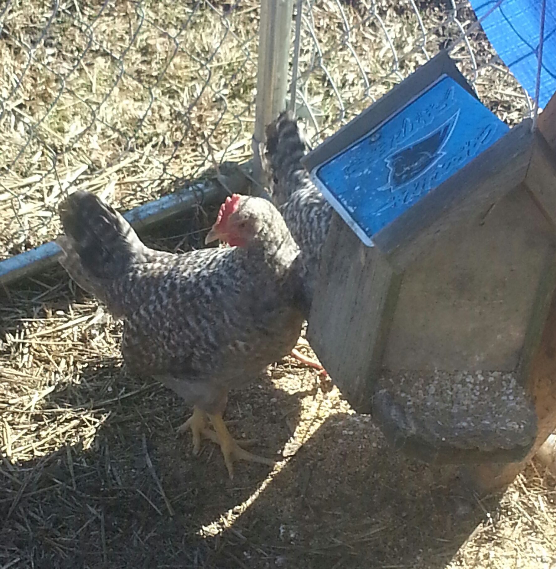Cream Legbar roos.. This is Jeffery.. Dr. Seuss is busy eating in the corner..