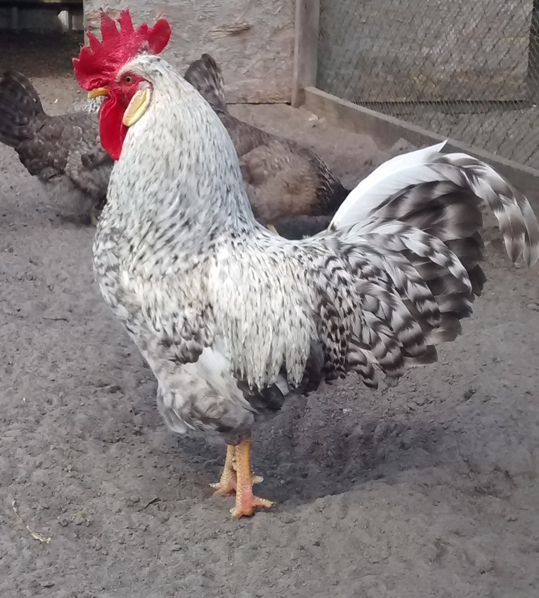 Cream Legbar Rooster BackYard Chickens Learn How to Raise Chickens