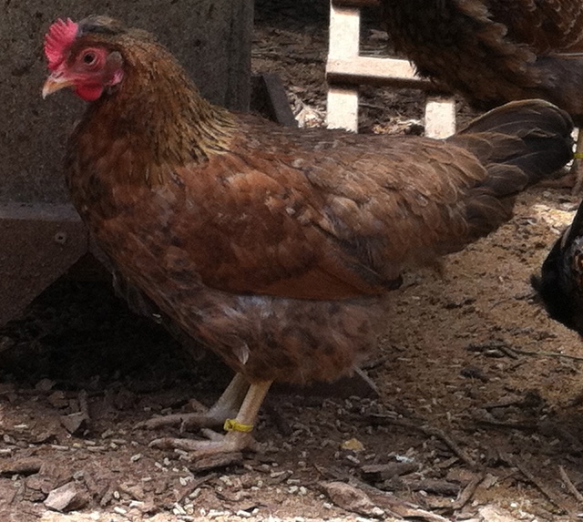 Cream Legbar X Black Star pullet