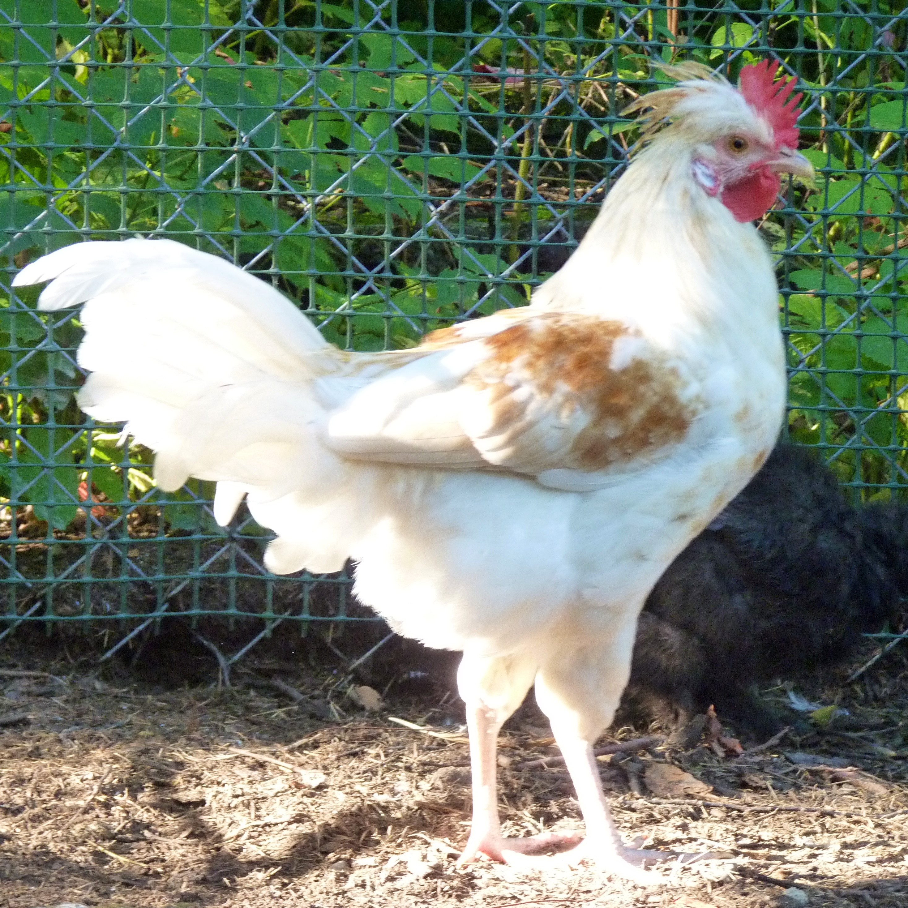 Cream Legbar x buff-laced Polish cockerel. Dad (the Cream Legbar) has  autosomal red markings -- I'm guessing that's what we're seeing in this cross.