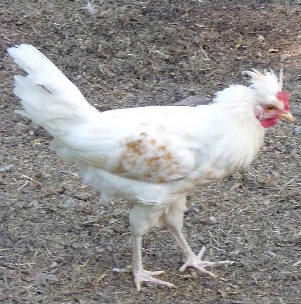 Cream Legbar x buff-laced Polish cockerel