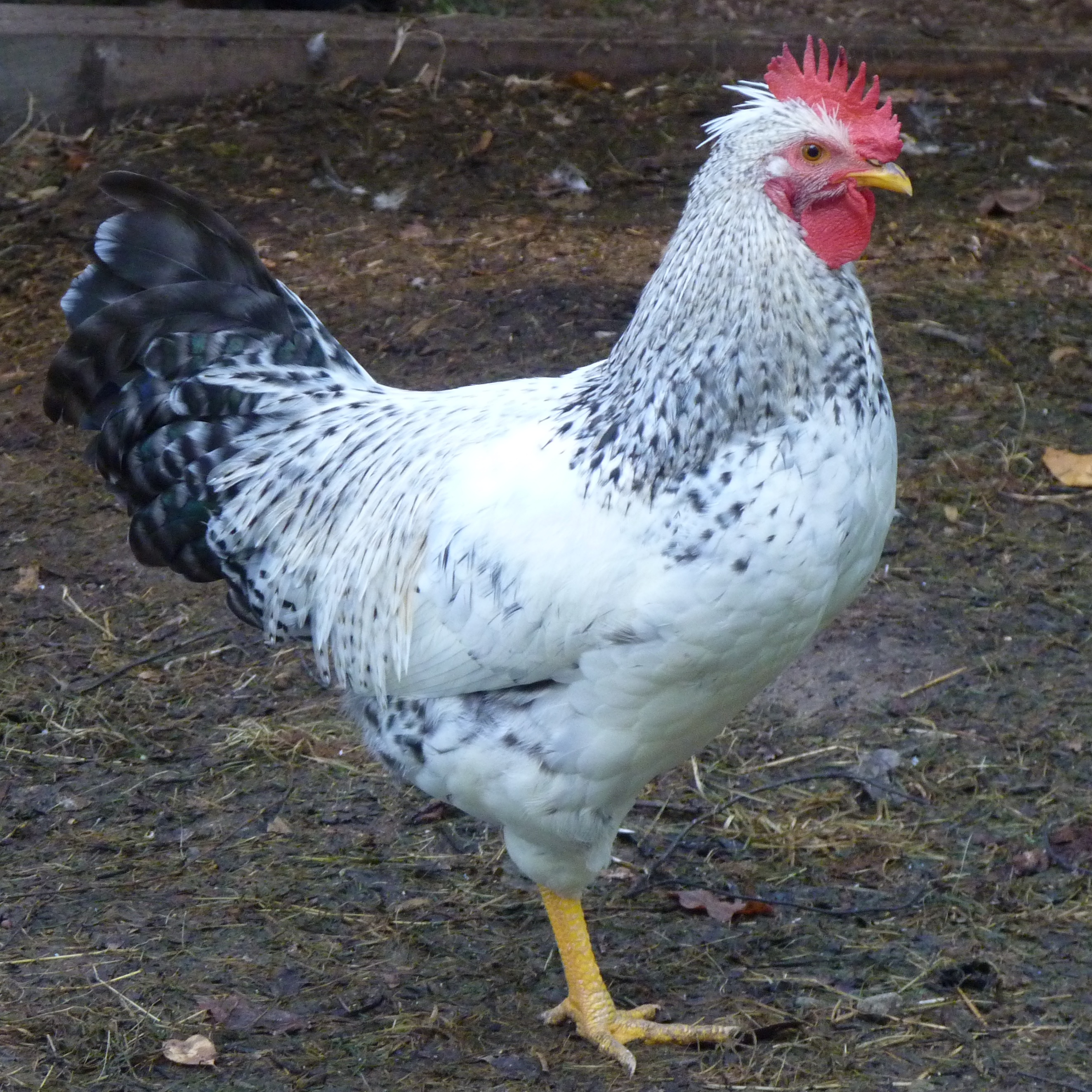 Cream Legbar x ? cockerel. Big guy.