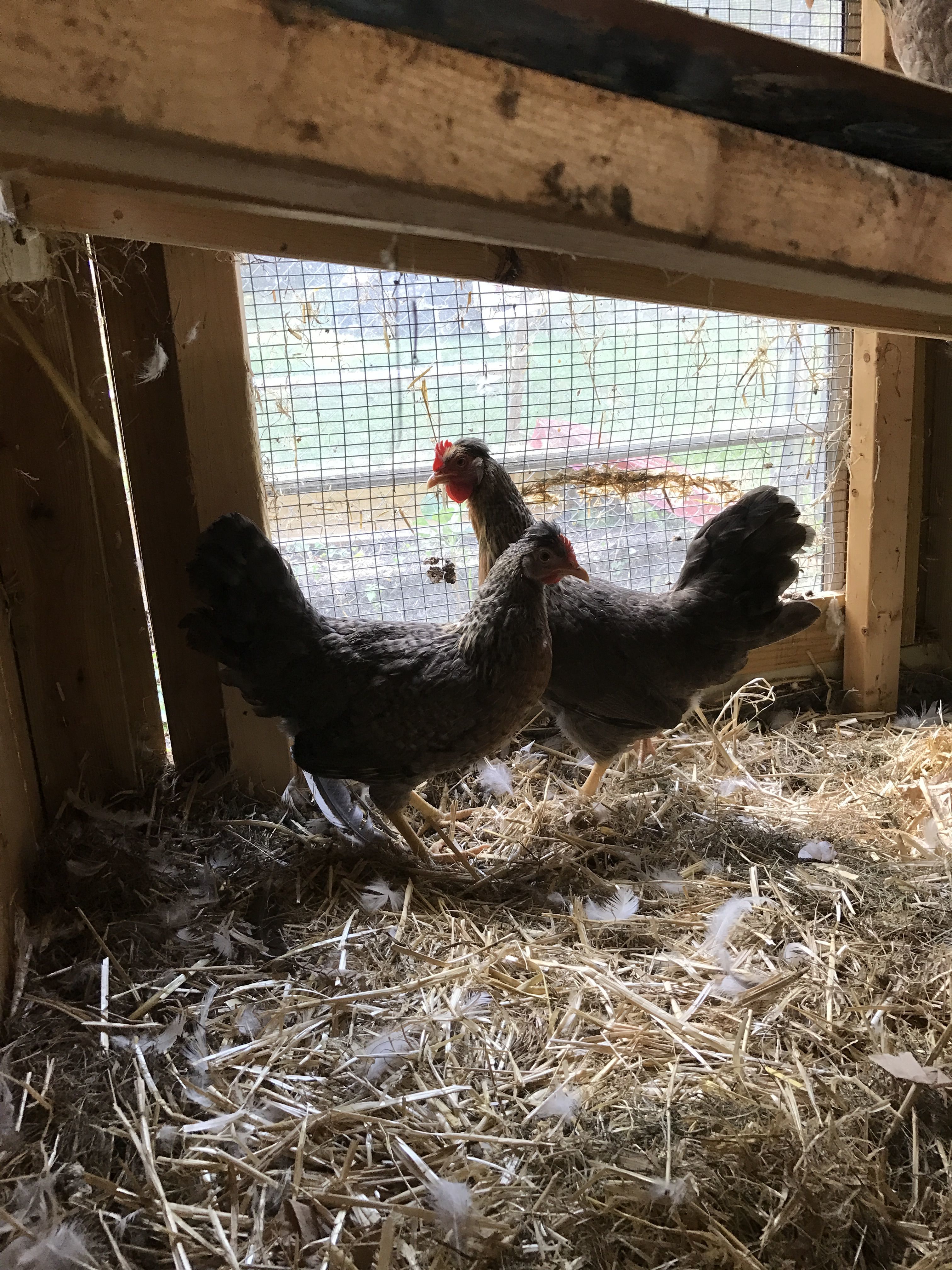 Cream Legbars' first day home