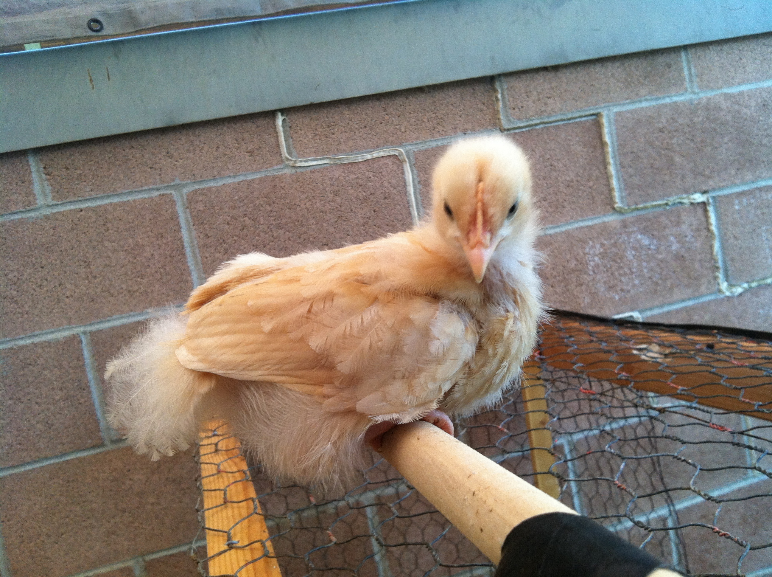 Cream - she's by far the lightest and littlest but acts like the Alpha