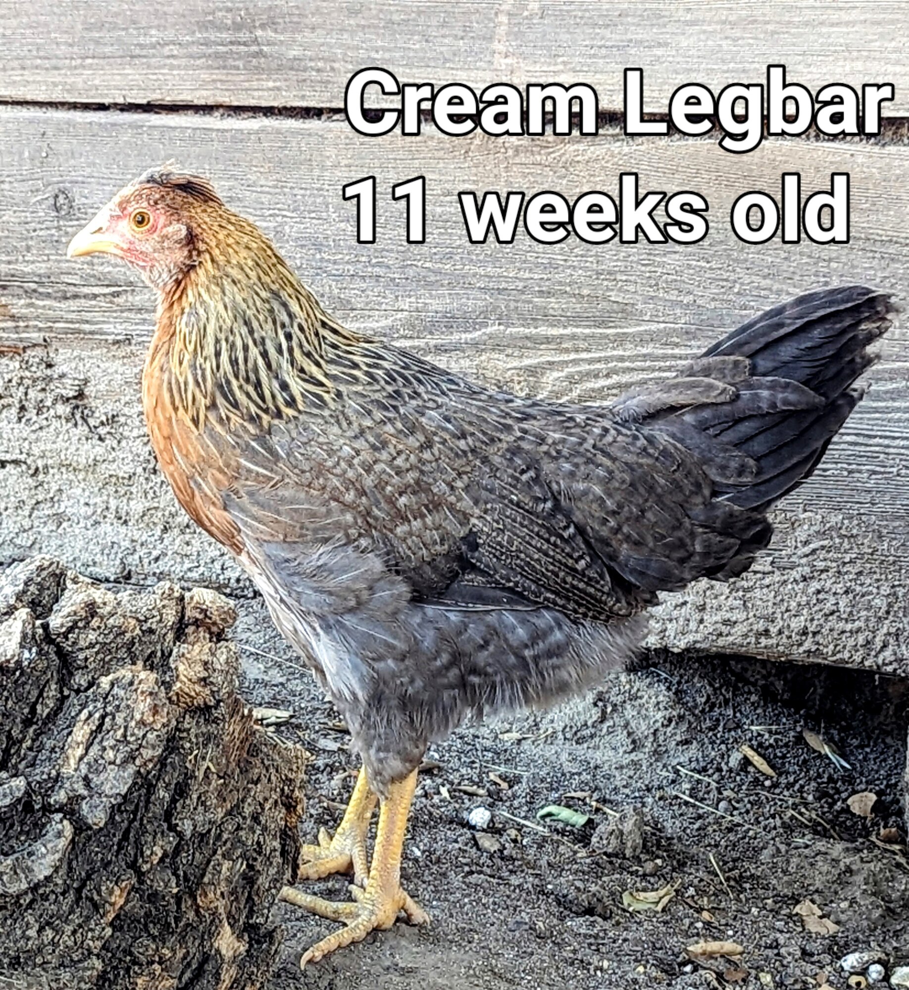 CreamLegbar.2.jpg