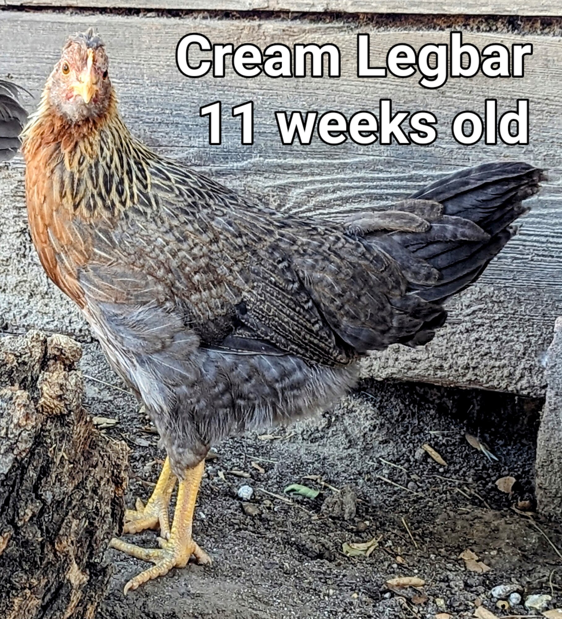 CreamLegbar.jpg