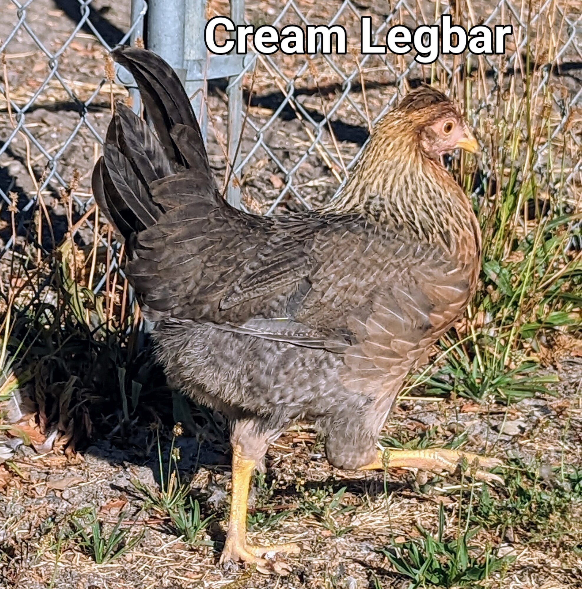 CreamLegbar.jpg