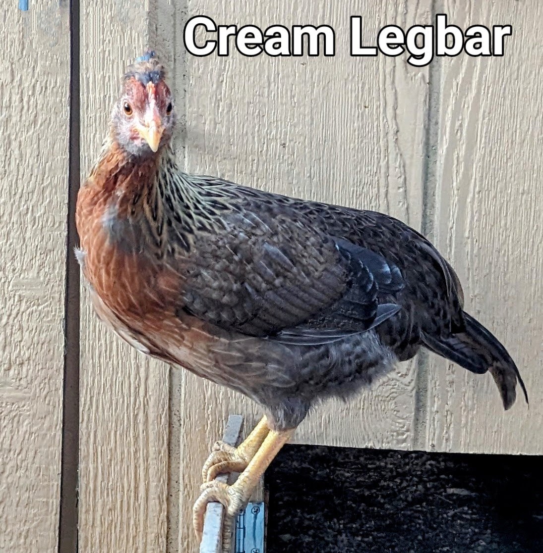 CreamLegbar.jpg