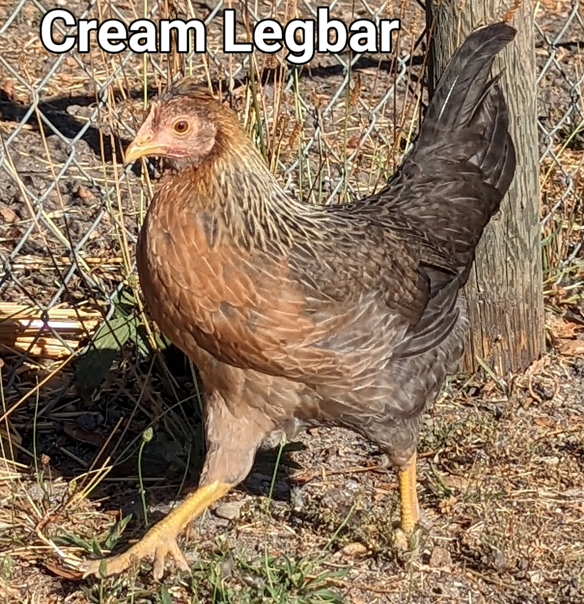 CREAMLEGBAR2.jpg