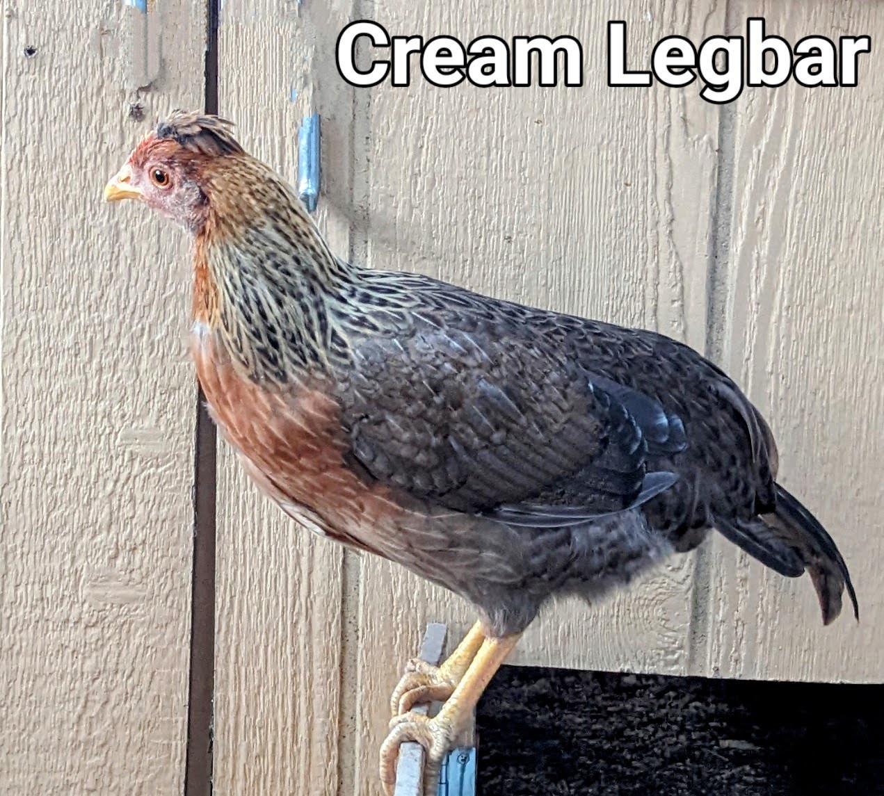 CreamLegbar2.jpg