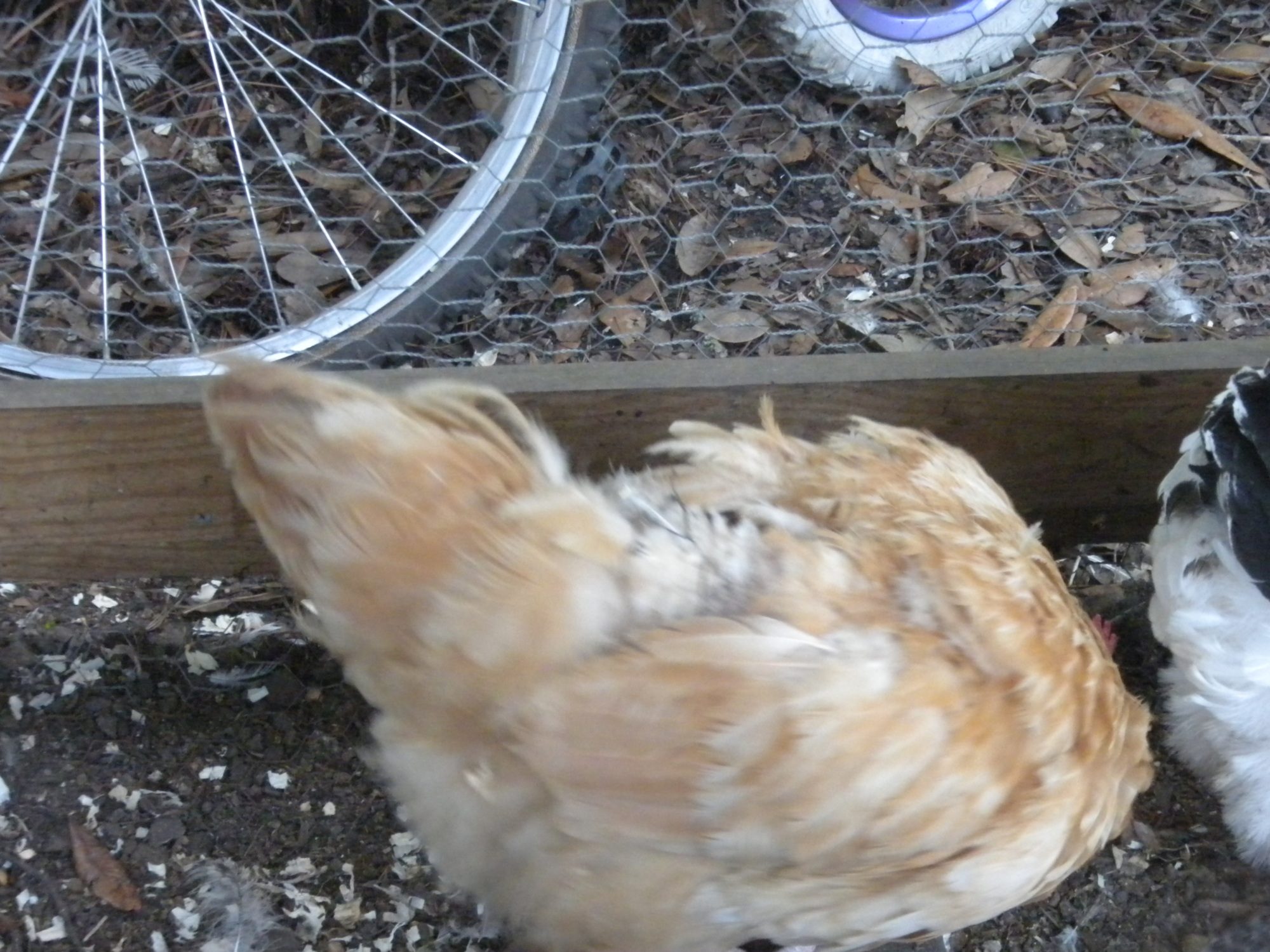 Creamsicle with missing feathers in her back.
