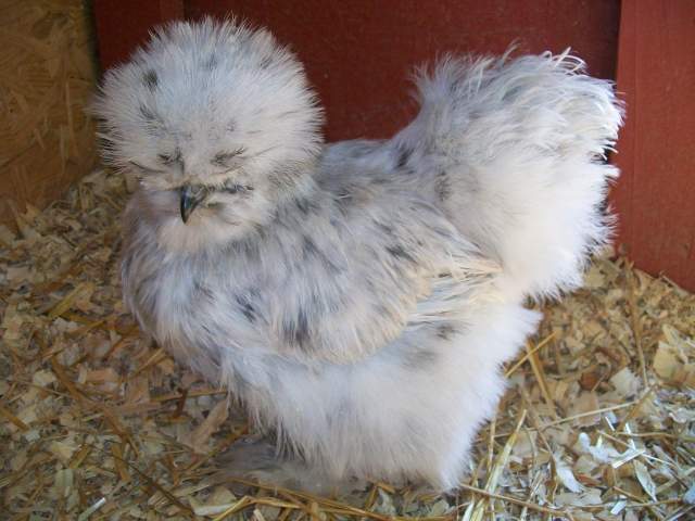 CREATOR: gd-jpeg v1.0 (using IJG JPEG v62), quality = 65