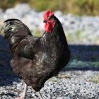 CREATOR: gd-jpeg v1.0 (using IJG JPEG v62), quality = 80