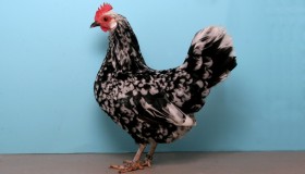 CREATOR: gd-jpeg v1.0 (using IJG JPEG v62), quality = 90