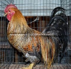 Cree / Ginger Variant Hackle Bird - Bred and owned by Ken Tutalo, Beaverkill Valley Hackle.
This cockerel was 7.5 months old at the time of this photo.

Cree is a pattern that is prized by Fly Tyers. Cree is a repeating pattern of Black, Brown / Ginger and white on the same feather. Birds that have this pattern on every feather are extremely rare.