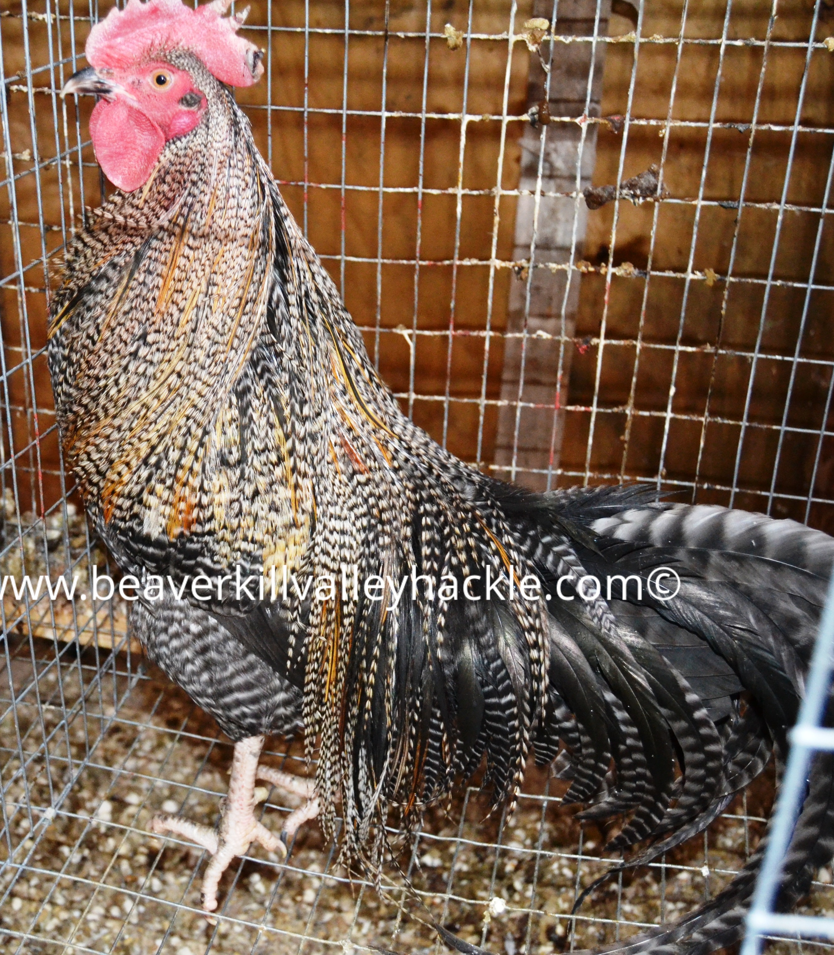 Cree / Ginger Variant Hackle Bird - Bred and owned by Ken Tutalo, Beaverkill Valley Hackle.
This cockerel was 7.5 months old at the time of this photo.

Cree is a pattern that is prized by Fly Tyers. Cree is a repeating pattern of Black, Brown / Ginger and white on the same feather. Birds that have this pattern on every feather are extremely rare.