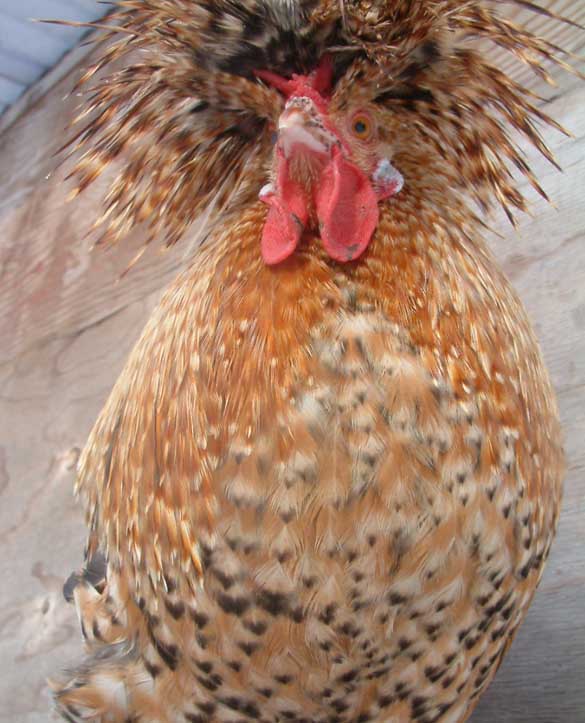Crele project Polish cockerel named "Valentino."