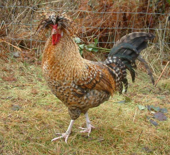 "Crele" project Polish cockerel; technically a barred spangled