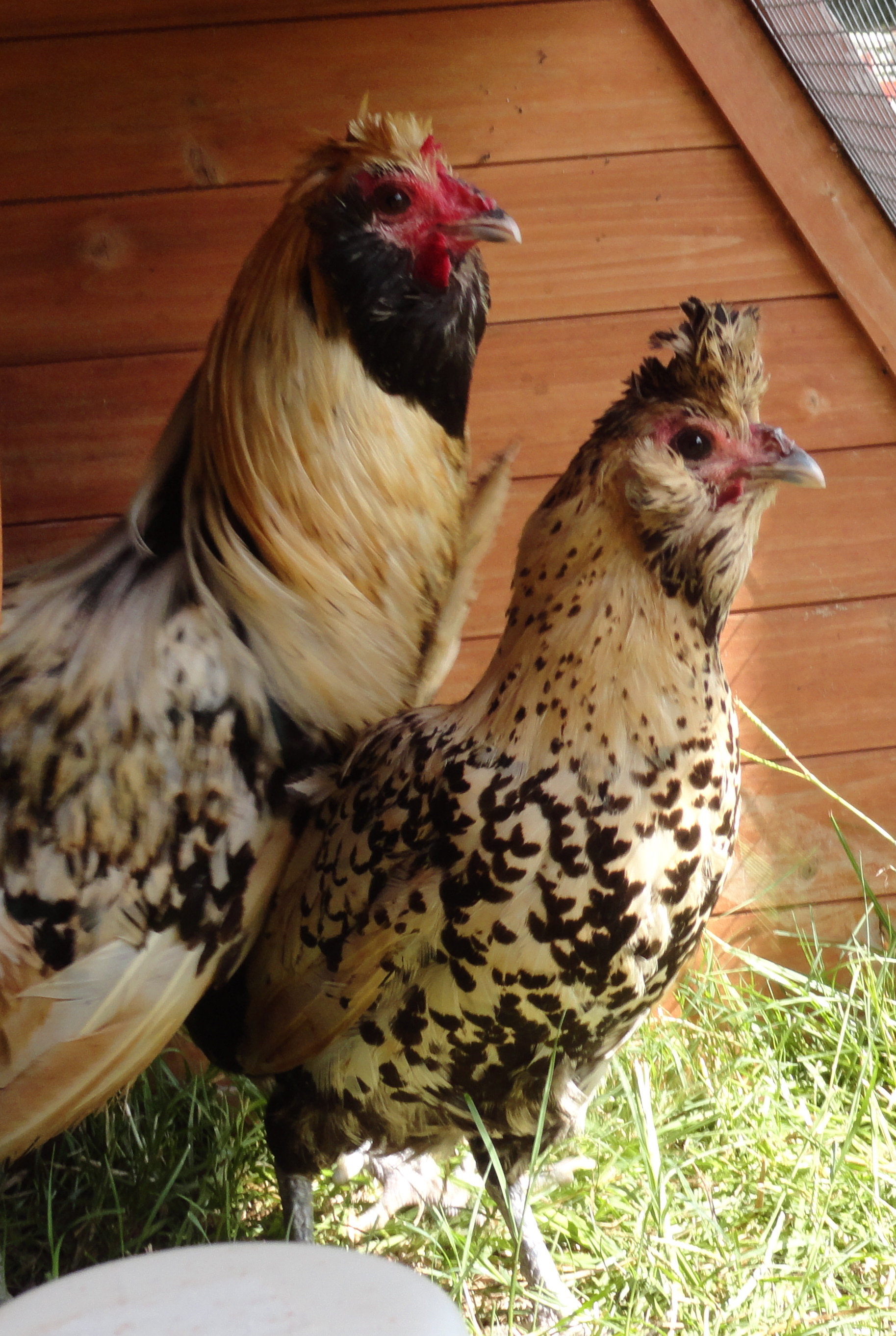 creme brabanters; Abe and Mary Lincoln