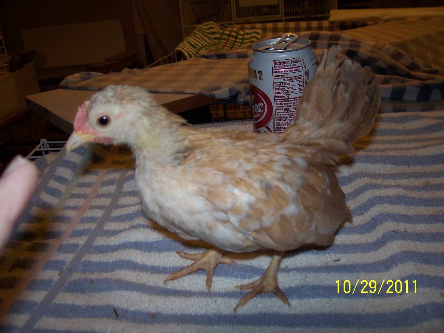 Creme mottled boy