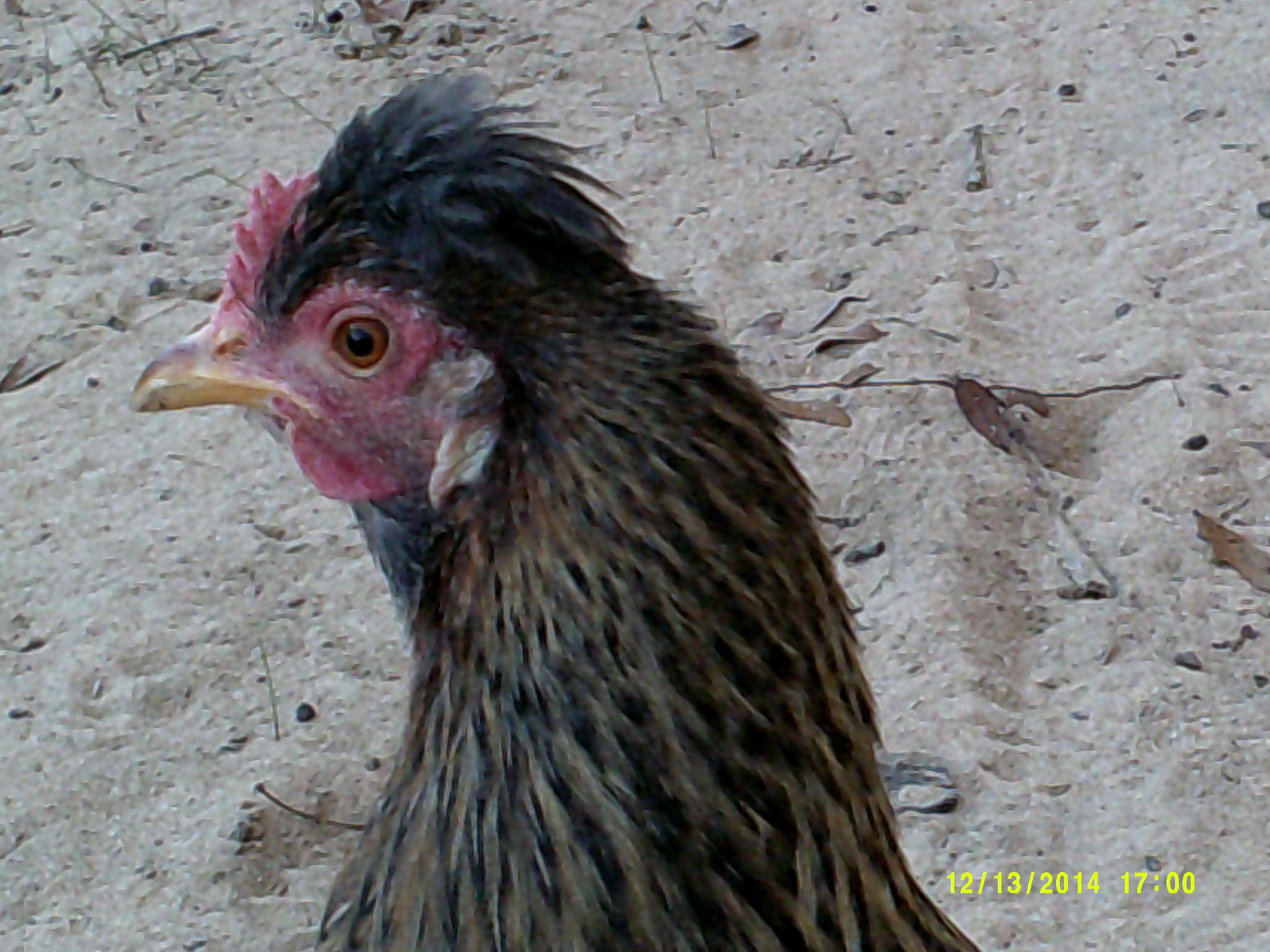 crested cream leg bar(shelley)
