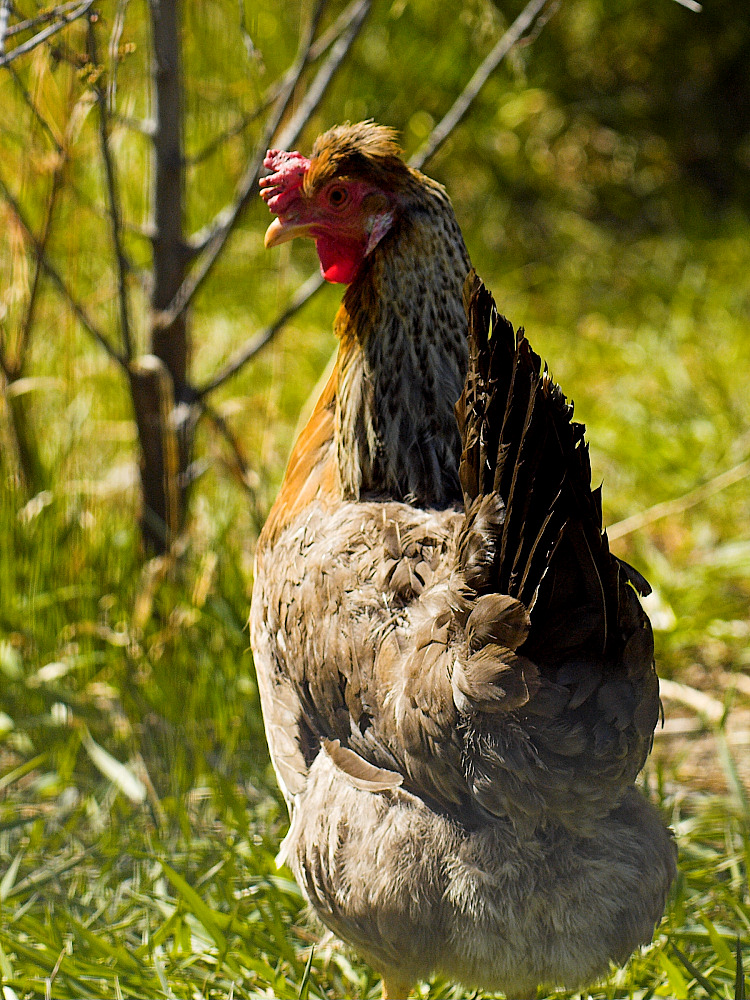 Crested Cream Legbar hen