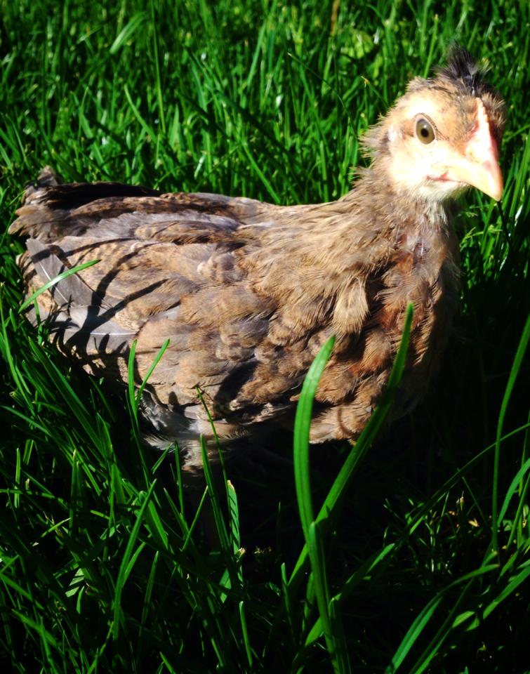 Crested Cream Legbar pullet starting to sprout