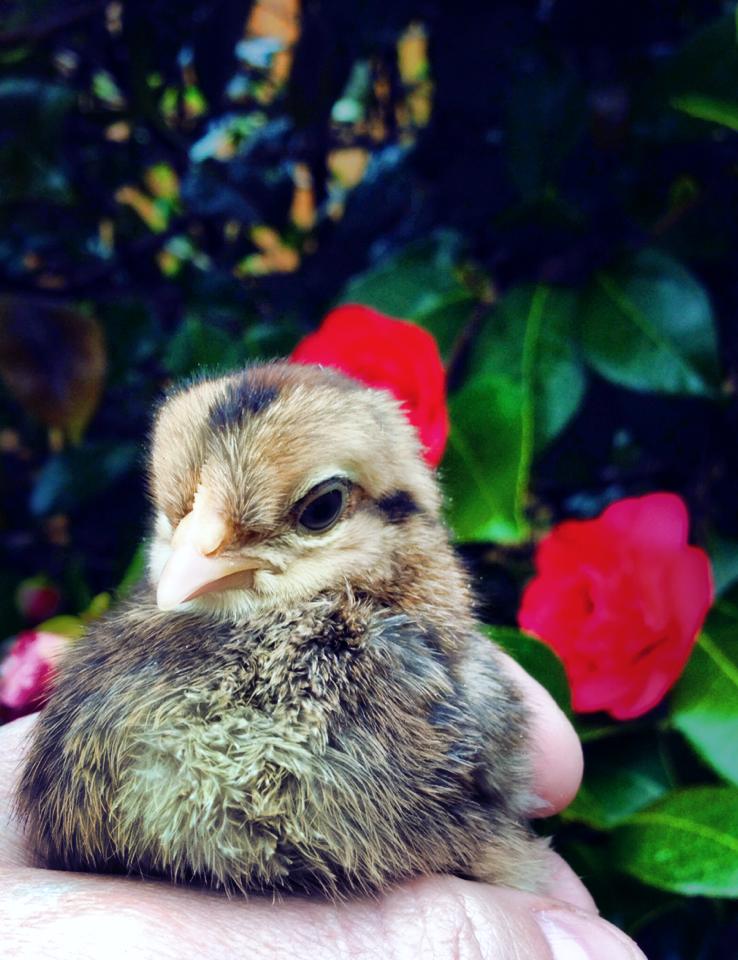 Crested Cream Legbar pullet