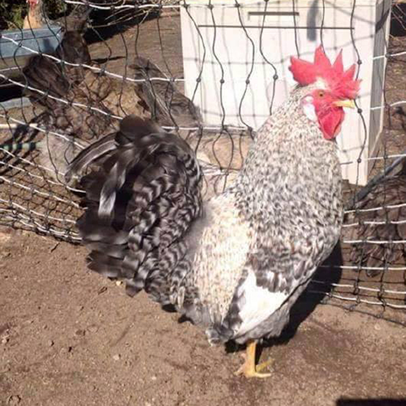 Crested Cream Legbar rooster
http://stagecoachpoultry.com/rare-breeds/item/crested-cream-legbar