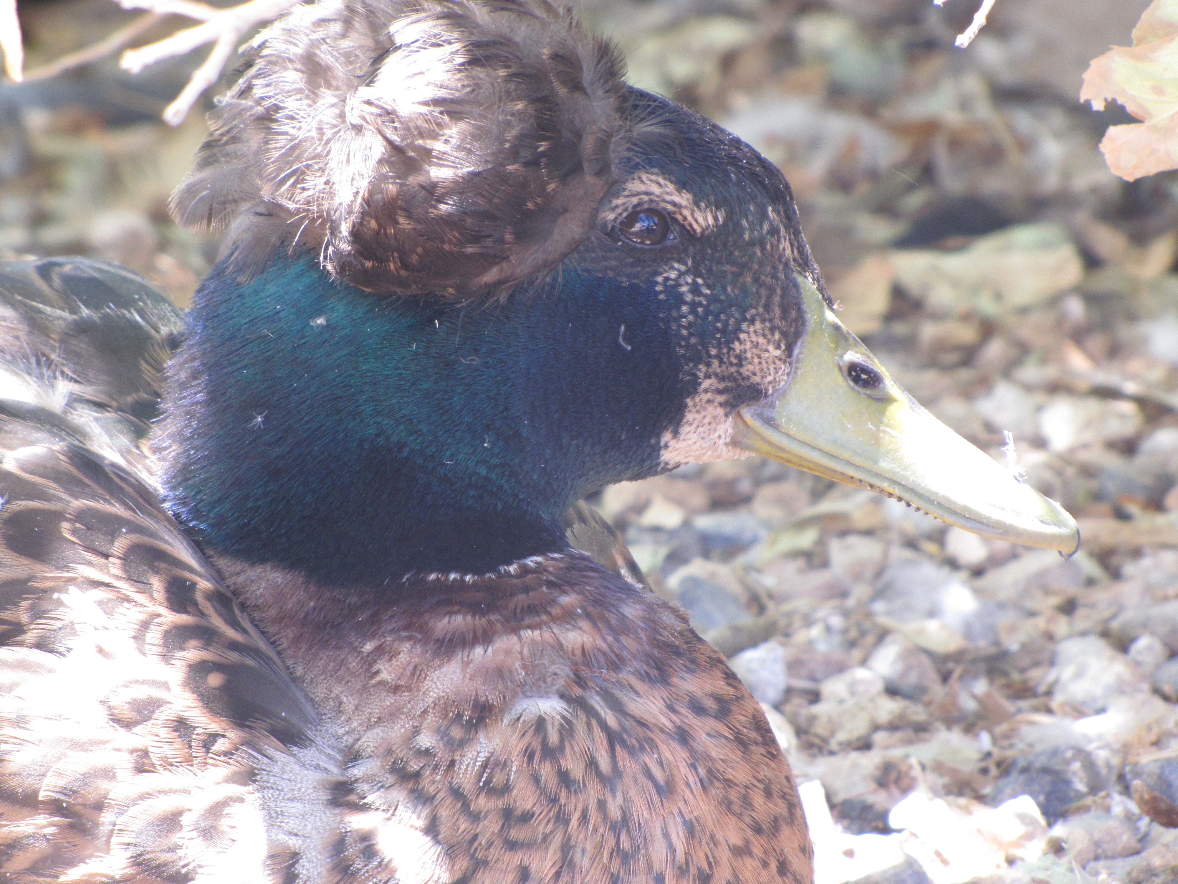 Crested Duck Drake