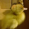 Crested ducklings